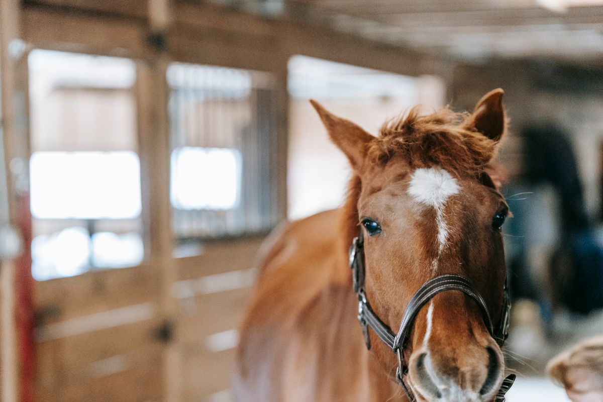 Cavallo sauro con la testiera